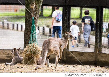 埼玉縣東松山市兒童動物自然公園 巨型袋鼠 107468794