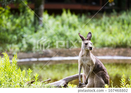 Higashimatsuyama City, Saitama Prefecture Children's Animal Nature Park Giant Kangaroo 107468802