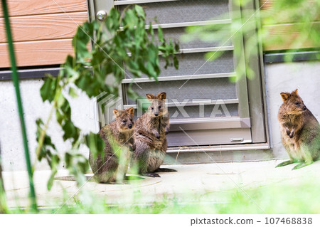 Higashimatsuyama City, Saitama Prefecture Children's Zoological Park Quokka 107468838
