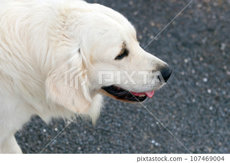 Big Labrador golden retriever with open mouth looking away with against blurred background. friendly dog realistic portrait Big Labrador golden retriever with open mouth looking away with against blurred background. friendly dog realistic portrait 107469004