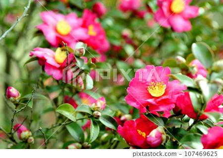 附近看到的茶梅花 107469625