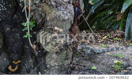 A monitor lizard crawled on the moist ground at the base of a tree. In some universities, this is normal. It's not afraid of people watching. It is like a representative of the rich nature of Thailand 107469682