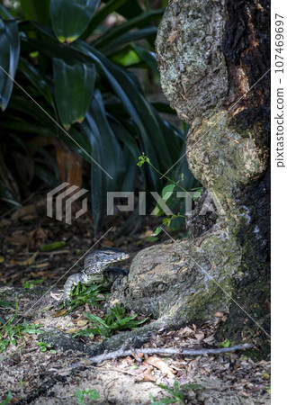 A monitor lizard crawled on the moist ground at the base of a tree. In some universities, this is normal. It's not afraid of people watching. It is like a representative of the rich nature of Thailand A monitor lizard crawled on the moist ground at the base of a tree. In some universities, this is normal. It's not afraid of people watching. It is like a representative of the rich nature of Thailand 107469697