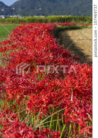 彼岸花之裡 - 彼岸花與田園風光(京都府龜岡市曾日部町) 彼岸花之裡 - 彼岸花與田園風光(京都府龜岡市曾日部町) 107469737