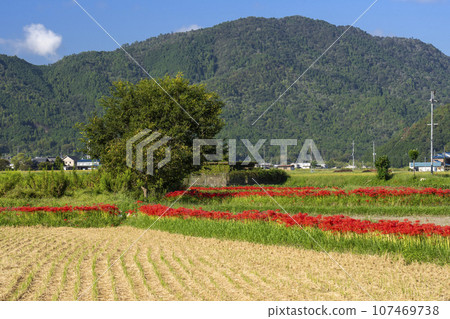 彼岸花之裡 - 彼岸花與田園風光（京都府龜岡市曾日部町） 107469738