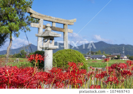 Shigetoshi Hachimangu Shrine and Red Spider Lily (Sogabe-cho, Kameoka City, Kyoto Prefecture) 107469743