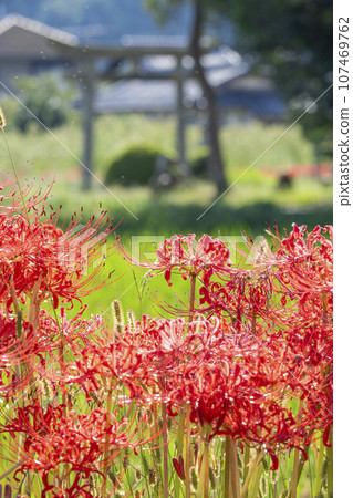 Red spider lily and rural scenery (Sokabe-cho, Kameoka City, Kyoto Prefecture) 107469762