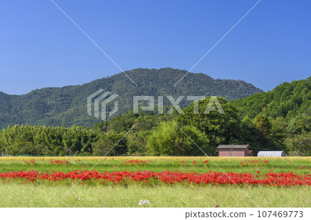 Red spider lily and rural scenery (Sokabe-cho, Kameoka City, Kyoto Prefecture) 107469773