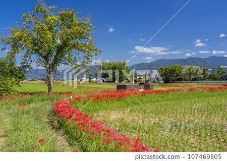 Higanbana no Sato - Higanbana blooming on the ridge (Sogabe-cho, Kameoka City, Kyoto Prefecture) 107469805