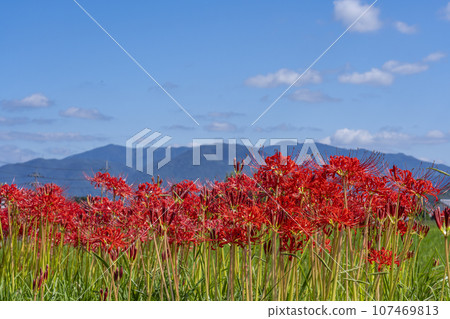 Higanbana no Sato - Higanbana and blue sky (Sogabe-cho, Kameoka City, Kyoto Prefecture) 107469813