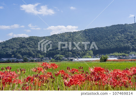 彼岸花之裡 - 彼岸花與田園風光（京都府龜岡市曾日部町） 107469814