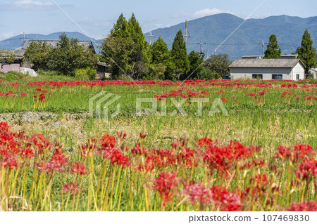 彼岸花之裡 - 彼岸花與田園風光（京都府龜岡市曾日部町） 107469830