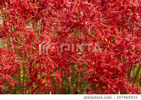 Higanbana no Sato, a field of red spider lilies (Sogabe Town, Kameoka City, Kyoto Prefecture) 107469835