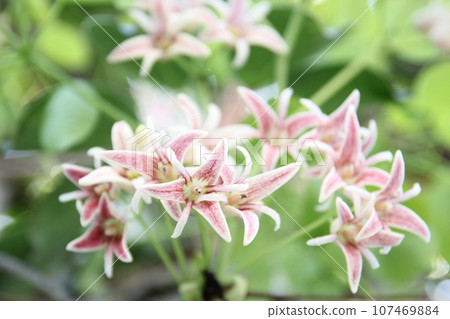 Mube flowers Mube flowers 107469884