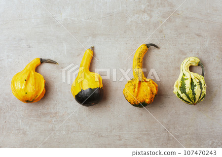 autumn flat lay on grey background with pumpkins 107470243