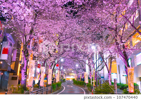 Illumination of cherry blossom trees in Shibuya/Sakuragaokacho 107470440