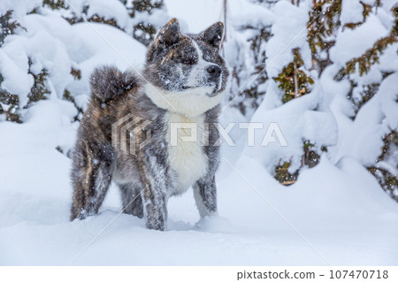 Akita dog in the snow Akita dog in the snow 107470718