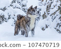 秋田犬在雪地裡 107470719