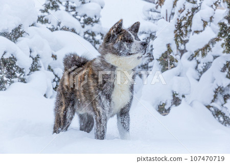 Akita dog in the snow Akita dog in the snow 107470719