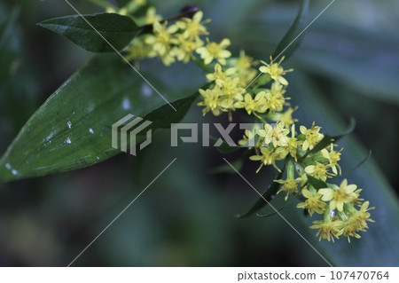 黃花 黃花 107470764