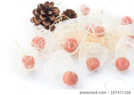 skeleton physalis skeleton physalis 107471186