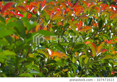 Red robin in early autumn basking in the sunlight 107471613