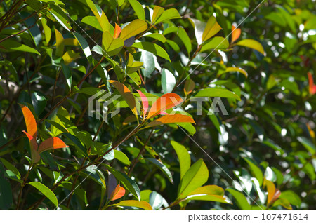 Red robin in early autumn basking in the sunlight 107471614