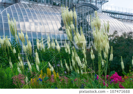 white baneberry inflorescences in a flower garden against the background of a large ancient palm greenhouse 107471688
