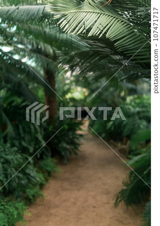 interior of a large greenhouse with a collection of ferns 107471717