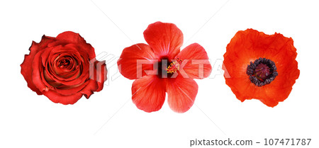 Set of different red flowers (hibiscus; rose; poppy) isolated on white background. Top view. 107471787