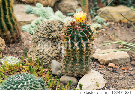 blooming cactus among other succulents in the botanical garden 107471881