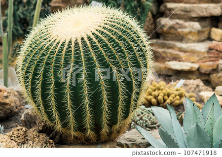 beautiful golden barrel cactus among other cacti and succulents in the botanical garden 107471918