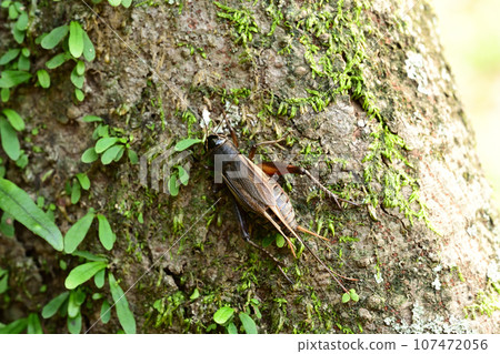 艾瑪蟋蟀的女性 107472056