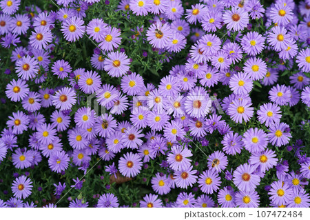 Symphyotrichum dumosum (Aster dumosus) beautiful blue autumn flowers. 107472484