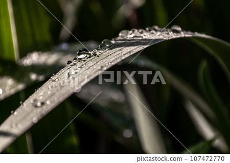 Water droplets on a blade of grass in the early morning. Water droplets on a blade of grass in the early morning. 107472770