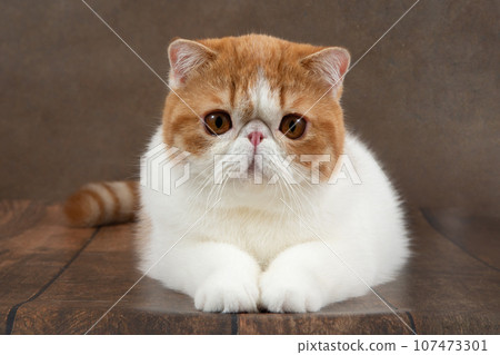 beautiful exotic shorthair cat lies on the brown background of the studio. 107473301