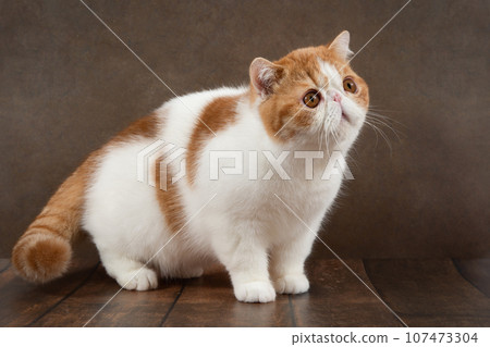 beautiful exotic shorthair cat lies on the brown background of the studio. 107473304