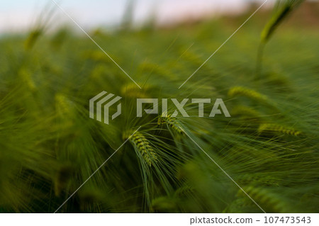 barley with spikes in field, back lit cereal crops plantation in sunset 107473543