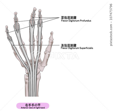 右手手掌肌肉簡單圖解 107473796