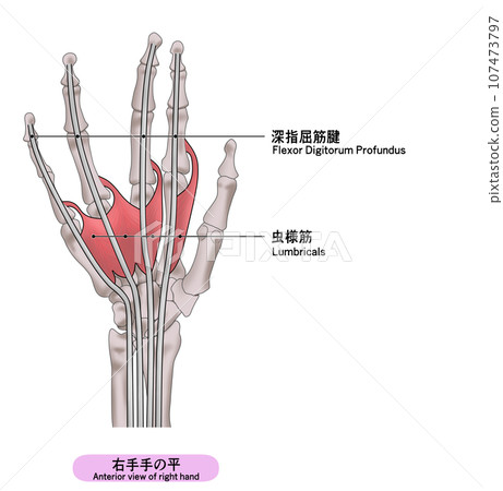 A simple illustration of the palm muscles of the right hand 107473797
