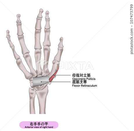 右手手掌肌肉簡單圖解 右手手掌肌肉簡單圖解 107473799
