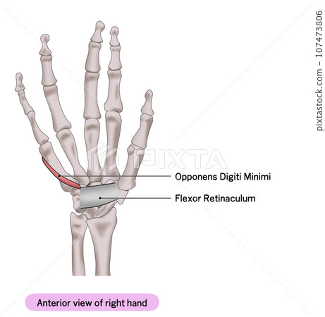 右手手掌肌肉簡單圖解-插圖素材 [107473806] - PIXTA圖庫