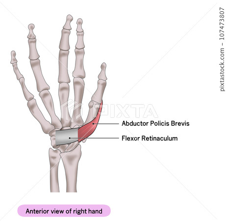 A simple illustration of the palm muscles of the right hand 107473807