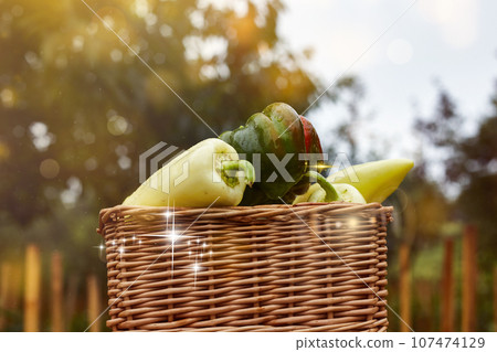 fresh ratunda peppers in a basket picked in the garden with their own hands decorative photo creative photo. High quality photo fresh ratunda peppers in a basket picked in the garden with their own hands decorative photo creative photo. High quality photo 107474129