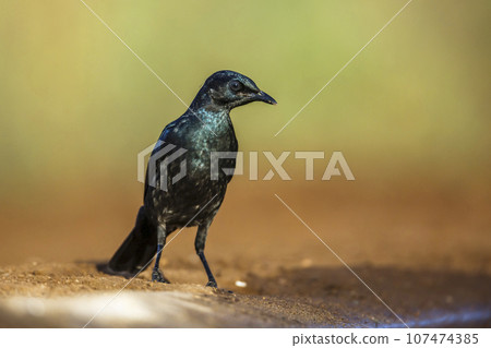 Cape Glossy Starling in Kruger National park, South Africa Cape Glossy Starling in Kruger National park, South Africa 107474385