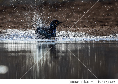 Cape Glossy Starling in Kruger National park, South Africa 107474386