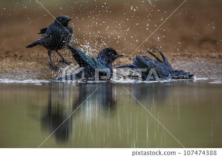 Cape Glossy Starling in Kruger National park, South Africa 107474388