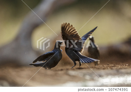 Cape Glossy Starling in Kruger National park, South Africa Cape Glossy Starling in Kruger National park, South Africa 107474391