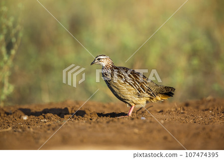 Crested Francolin in Kruger National park, South Africa 107474395
