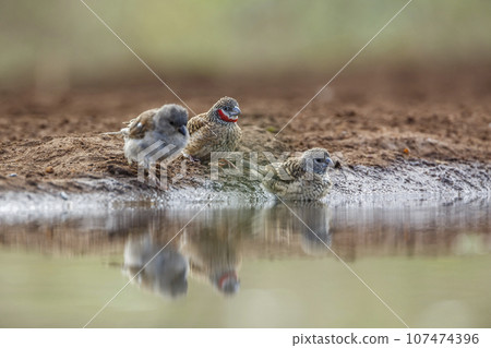 Cut throat finch in Kruger National park, South Africa 107474396